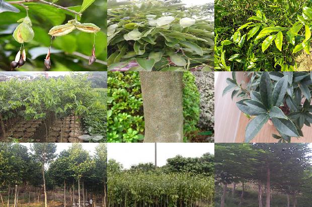 沉香棵手串价格1678688573635 沉香棵手串价格1678688573635