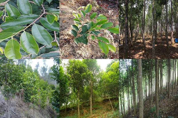 沉香棵手串价格1678688573683 沉香棵手串价格1678688573683