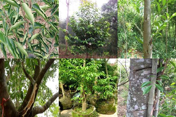 沉香棵手串价格1678688573731 沉香棵手串价格1678688573731