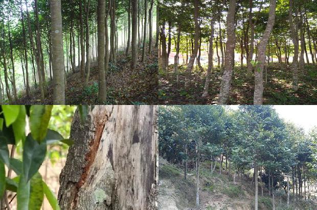 沉香树苗价格多少1678688797329 沉香树苗价格多少1678688797329