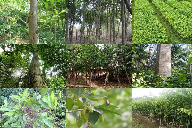 沉香树苗价格多少1678688797377 沉香树苗价格多少1678688797377