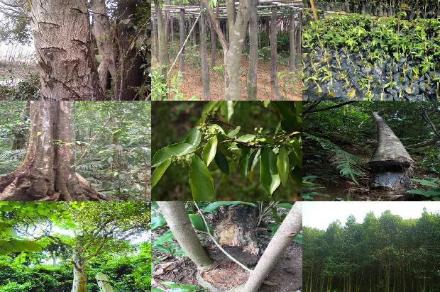 沉香树苗价格多少1678688797425 沉香树苗价格多少1678688797425