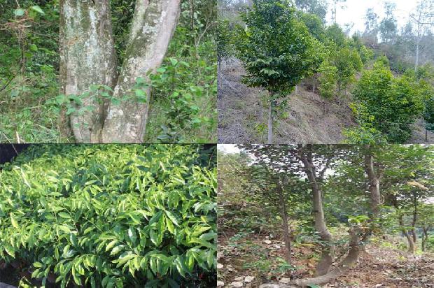 沉香树苗价格多少1678688797473 沉香树苗价格多少1678688797473