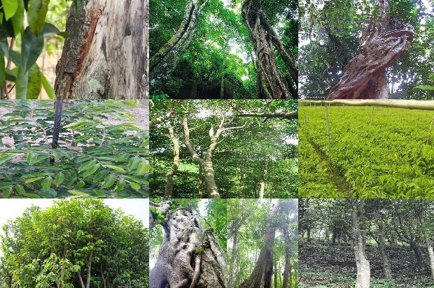 沉香的收藏价格1678689018784 沉香的收藏价格1678689018784