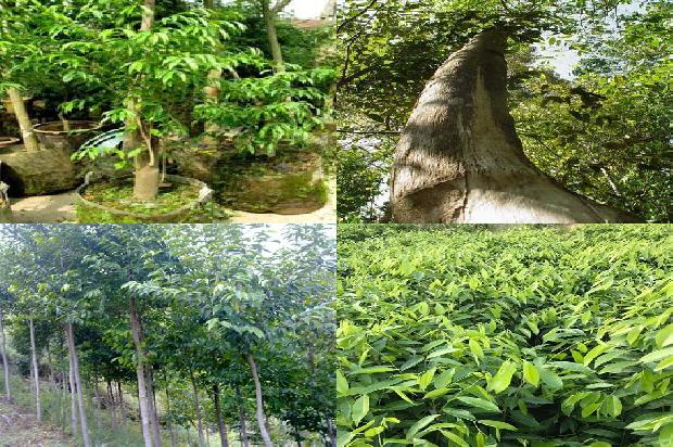 沉香的收藏价格1678689018832 沉香的收藏价格1678689018832