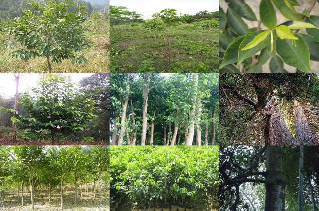 沉香的收藏价格1678689018880 沉香的收藏价格1678689018880