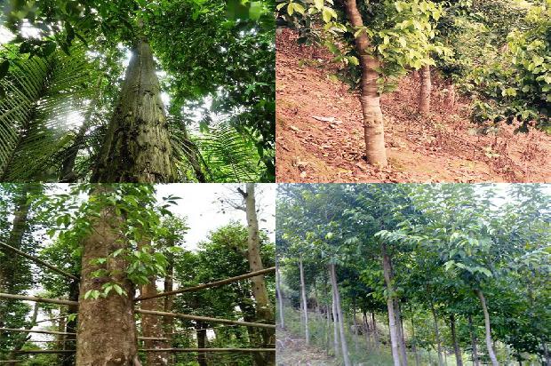 沉香的收藏价格1678689018928 沉香的收藏价格1678689018928