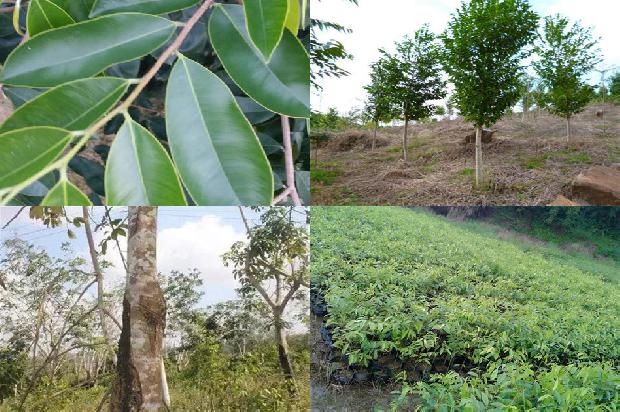 2.0沉香手串价格1678774868084 2.0沉香手串价格1678774868084