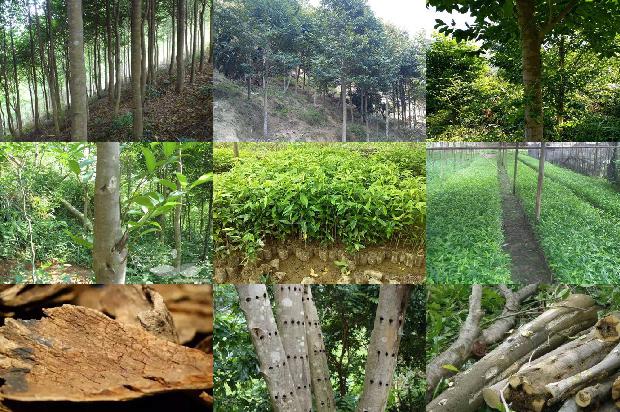 2.0沉香手串价格1678774868132 2.0沉香手串价格1678774868132