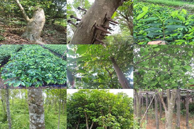 沉香树适合哪些地方种植1696032570254 沉香树适合哪些地方种植1696032570254