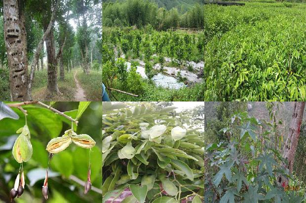 沉香的 价格1678775031402 沉香的 价格1678775031402