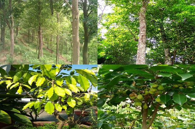 沉香的 价格1678775031449 沉香的 价格1678775031449