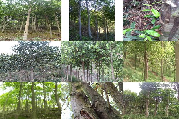 柬埔寨沉香市场价格1678775289792 柬埔寨沉香市场价格1678775289792