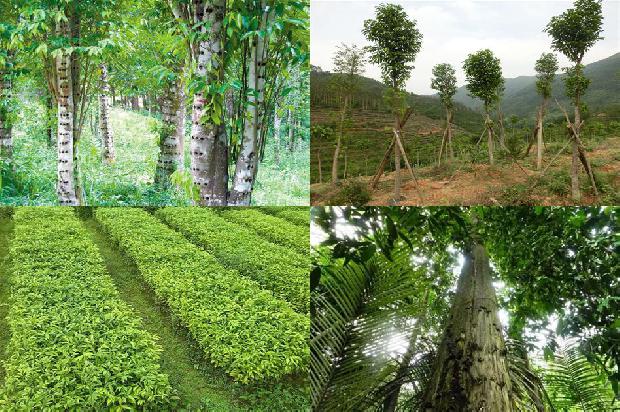 越南沉香价格芽庄1678775389931 越南沉香价格芽庄1678775389931