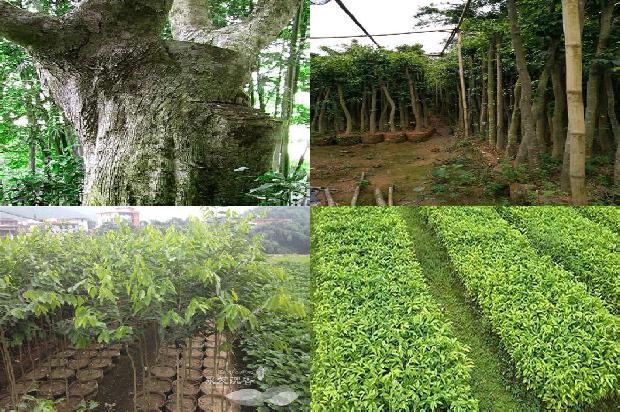 越南芽庄沉香价格1678775473576 越南芽庄沉香价格1678775473576
