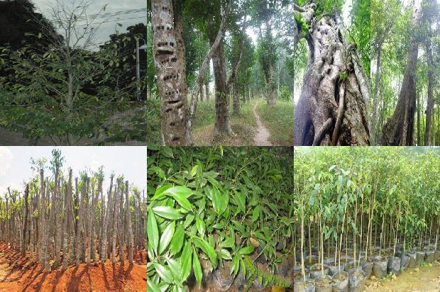 沉香树苗的种植技术1699056576162 沉香树苗的种植技术1699056576162