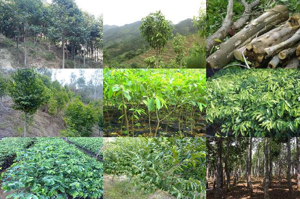 沉香价格多少?1678775678649 沉香价格多少?1678775678649