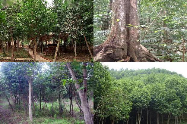 沉香价格多少?1678775678697 沉香价格多少?1678775678697