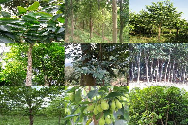 沉香价格多少?1678775678744 沉香价格多少?1678775678744