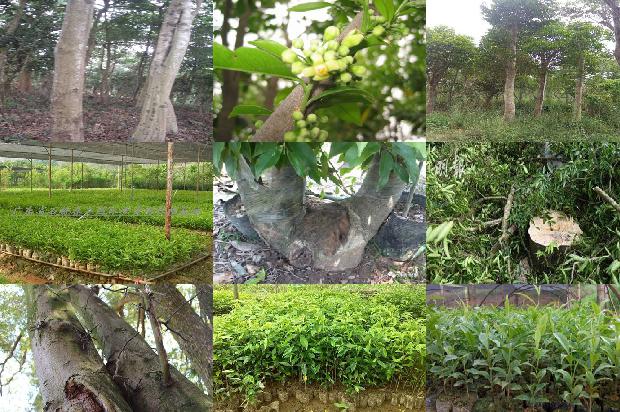 奇楠沉香苗市场价1678838942069 奇楠沉香苗市场价1678838942069