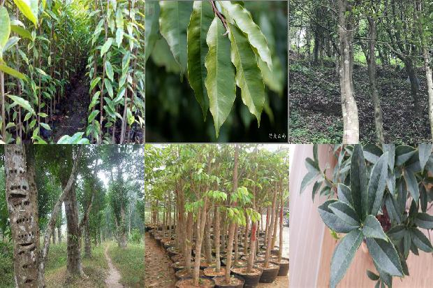 奇楠沉香苗市场价1678838942116 奇楠沉香苗市场价1678838942116