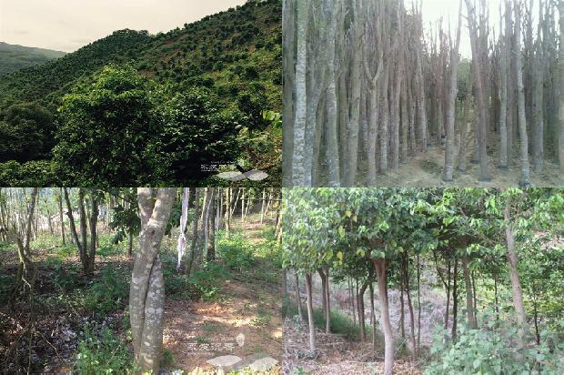 奇楠沉香价格11678839139596 奇楠沉香价格11678839139596