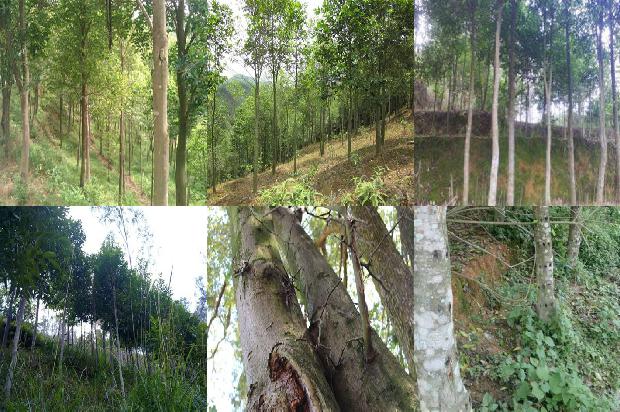 奇楠沉香价格11678839139642 奇楠沉香价格11678839139642