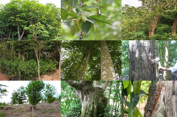 奇楠沉香价格11678839139689 奇楠沉香价格11678839139689