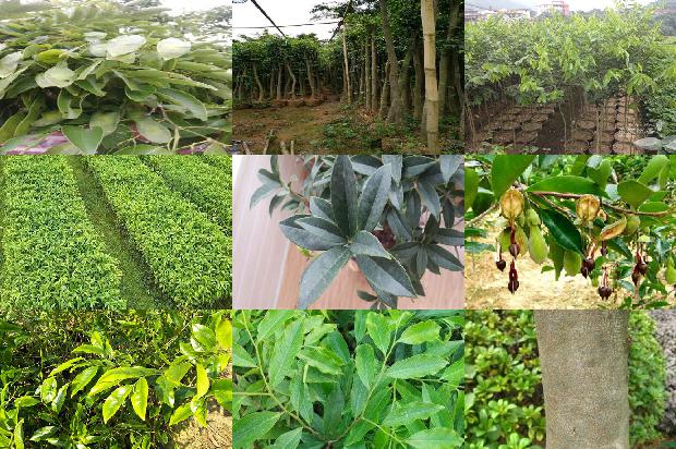 奇楠沉香价格11678839139736 奇楠沉香价格11678839139736