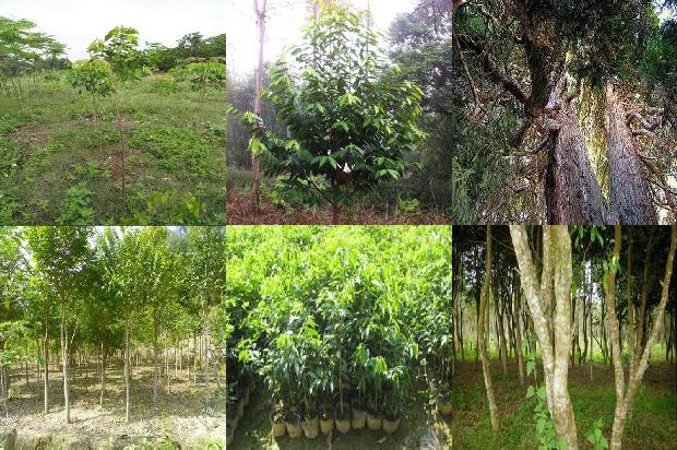 金圣沉香价格1678839860651 金圣沉香价格1678839860651