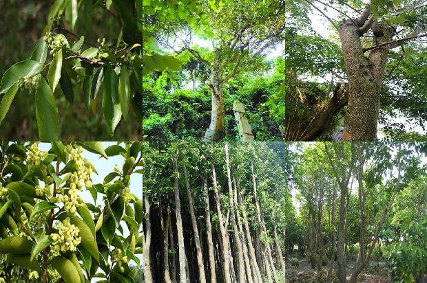 金圣沉香价格1678839860699 金圣沉香价格1678839860699