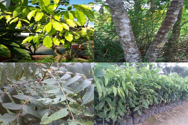 金圣沉香价格1678839860747 金圣沉香价格1678839860747