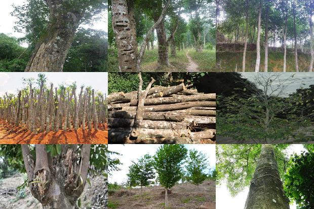 千年沉香价格1678925563430 千年沉香价格1678925563430