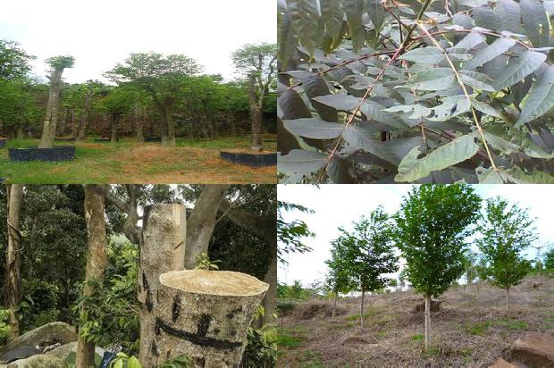 千年沉香价格1678925563478 千年沉香价格1678925563478