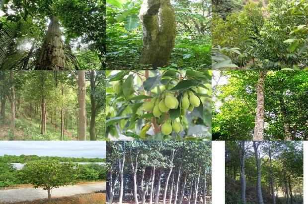 高档沉香价格1678926083247 高档沉香价格1678926083247