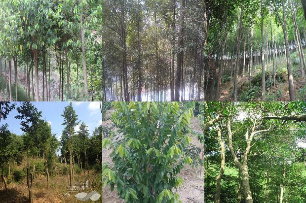 高档沉香价格1678926083294 高档沉香价格1678926083294