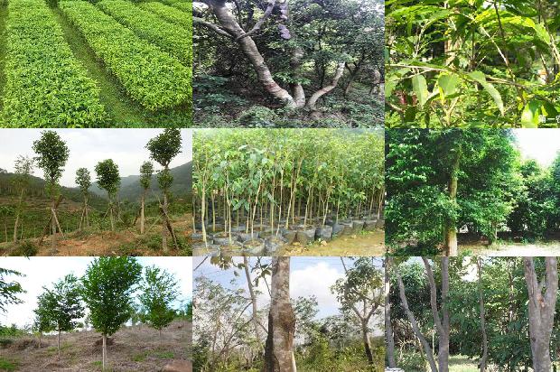 高档沉香价格1678926083340 高档沉香价格1678926083340