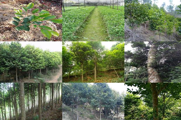 高档沉香价格1678926083388 高档沉香价格1678926083388