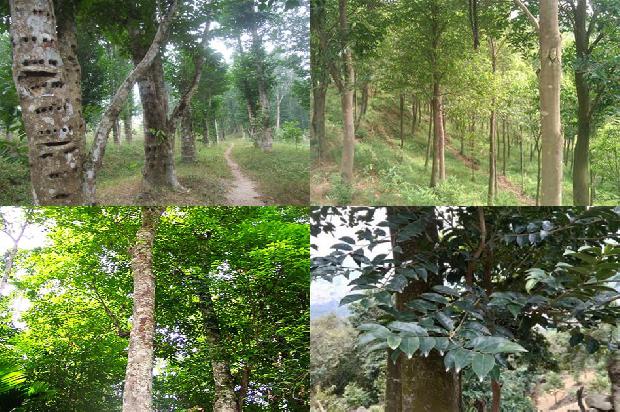 沉香价格价格1678926179454 沉香价格价格1678926179454