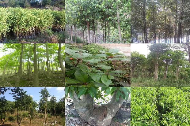 沉香价格价格1678926179502 沉香价格价格1678926179502