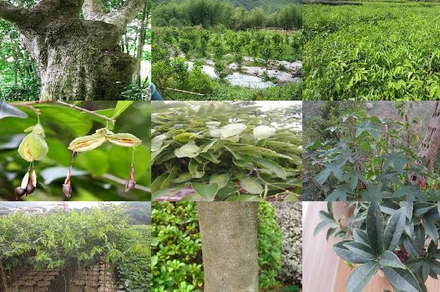 沉香价格价格1678926179549 沉香价格价格1678926179549