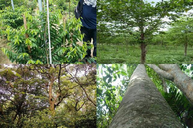 各种沉香价格1678926272276 各种沉香价格1678926272276