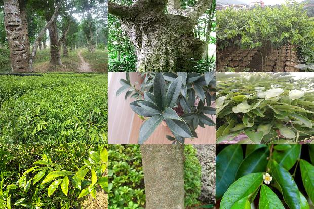 沉香多少价格1678926560670 沉香多少价格1678926560670