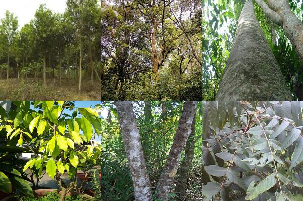 沉香多少价格1678926560718 沉香多少价格1678926560718