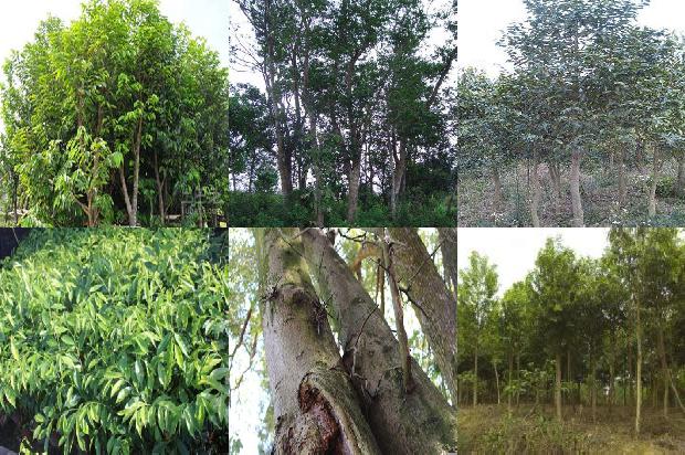 沉香米黄价格1679011879367 沉香米黄价格1679011879367