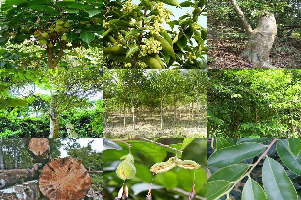 沉香米黄价格1679011879869 沉香米黄价格1679011879869