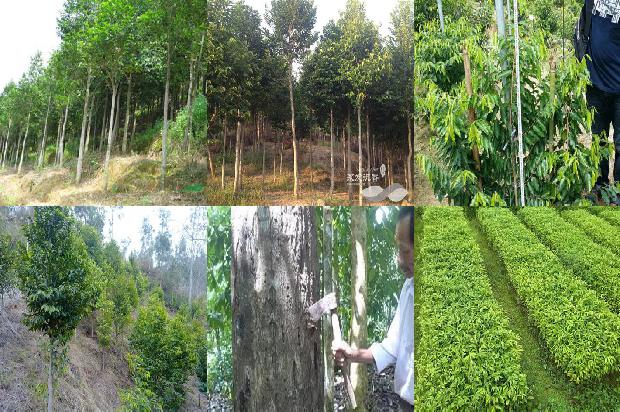 沉香药用价格1679012843105 沉香药用价格1679012843105