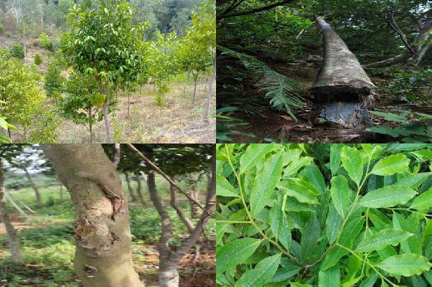 伽罗沉香价格1679015421808 伽罗沉香价格1679015421808