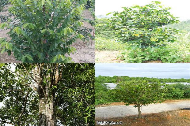 伽罗沉香价格1679015422285 伽罗沉香价格1679015422285