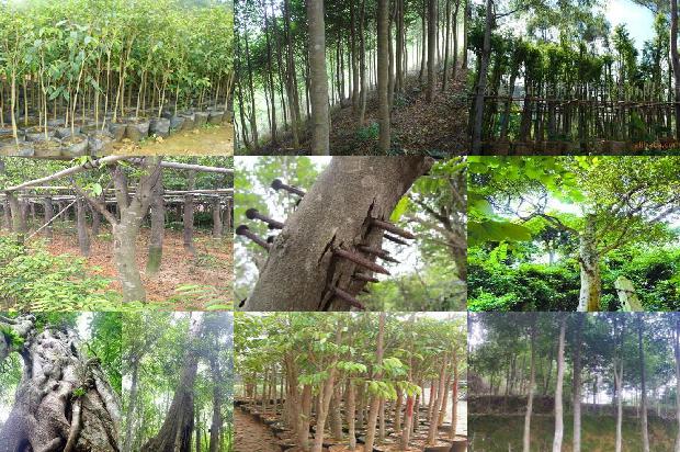 伽罗沉香价格1679015422684 伽罗沉香价格1679015422684